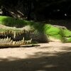یک تمساح وحشی یک دختر ۱۰ سال را بطور کامل بلع نمود